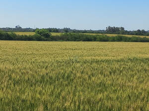 Campo Agricola 195 Hectareas
