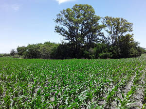 Campo Agricola 200 Hectareas