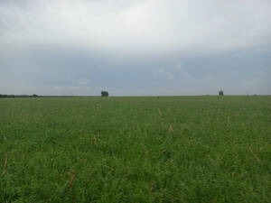 Campo Agricola 320 Hectareas