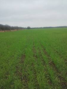 Campo Agrícola en Venta – La Francia, Córdoba | Excelente Oportunidad |