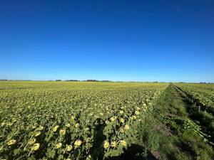 CAMPO AGRICOLA SALADILLO 100 HAS