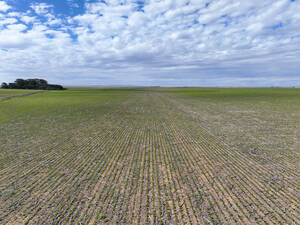 Campo Agricola - Sampacho 601 Has