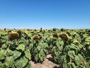 Campo Agricola - Venta / Alquiler - Norte Juan Jorba