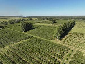 Campo Citricola - Alvear 115 ha