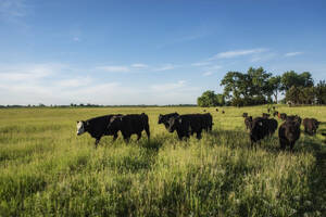 Campo Cria 1500 Ha En Venta