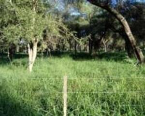 Campo Mixto en venta De 2500 Hectáreas En Miraflores, Chaco