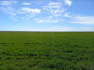 Campo en Venta Agrícola 350 Has Viedma, Río Negro