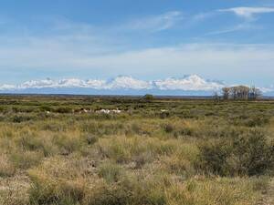 Campo De 49.084Ha San Rafael Y Malargüe