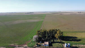 Campo De 500 Has, Villa Iris, Provincia De Buenos Aires