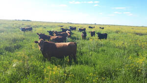 Campo En Isla, Zona Baradero