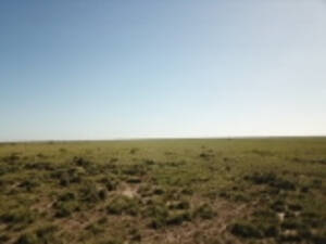 Vendo o alquilo Campo En La Rinconada Córdoba