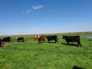 Campo En Médanos- Feed Lot - Pcia. Buenos Aires
