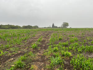 Vendo Campo Agrícola 89 Ha María Grande, Entre Ríos