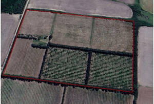 Campo En Venta- 17 Hectáreas - PLANTACION DE DURAZNO Y CITRICOS- San Pedro Bs.as