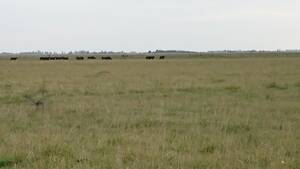 Campo en Venta 220Has Magdalena