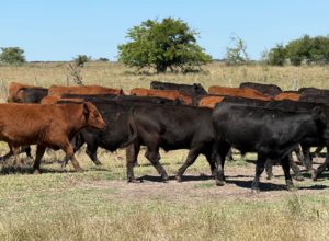 Campo en Venta 2500 Ha. Ganadero. General Madariaga. RETASADO