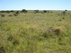Campo En Venta - 3930 Has. Puán, Buenos Aires