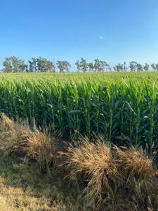 Campo En Venta - 400 Has. Bandera - Sgo. Del Estero