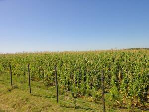 Ba2800 Campo En Venta 486 Has. Mixto Pila Buenos Aires