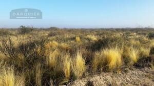 Campo en Venta Ganadero 6000 has Limay Mahuida