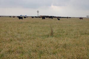 Campo En Venta 800 Ha Mixto Carlos Casares Oportunidad.