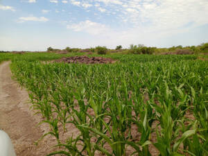 Campo En Venta Agrícola 162 Ha La Paz, Entre Ríos