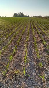 Campo En Venta Agrícola 418 Ha Costa Don Gonzalo – La Paz, Entre Ríos