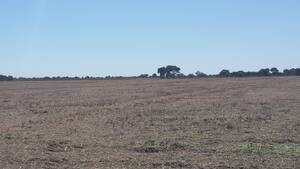 Vendo Campo En Córdoba Chilibroste Norte 110 Has