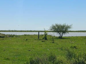 Campo En Venta En Cnia. Pellegrini Ctes- 1854 Has.