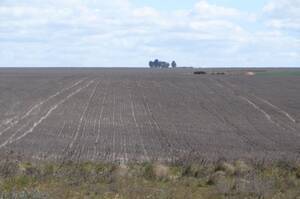 Campo Agrícola En Venta 1800 hectáreas En Coronel Dorrego, Buenos Aires