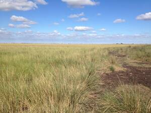 Vendo Campo En Cordoba La Para,226 Has