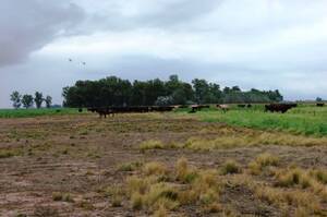 Campo Mixto en Venta 675 Hectáreas En Las Flores, Buenos Aires