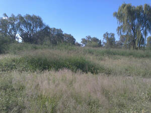 Vendo Campo En Cordoba Lucio V Mansilla, 1600 Has