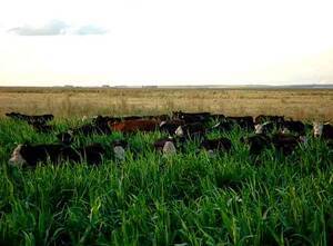 Campo Ganadero En Venta En Olavarría. 1400 Has.