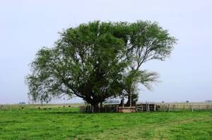 Campo Mixto En Venta 1100 Hectáreas En Roque Pérez, Buenos Aires