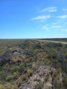 Campo En Venta En Viedma. 1000 Has Mixtas
