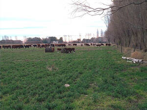 Campo En Venta En Viedma, Río Negro. 115 Has