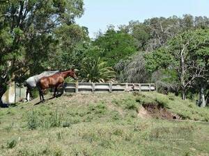 Campo En Venta. Gral Guido. Bs.aires. 230 Has. Ganadero