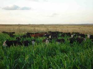 Campo En Venta, 1360 Has. Ganadero. Olavarría, Bs As.