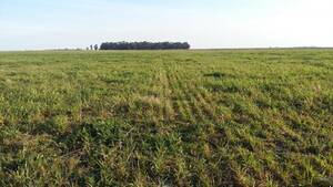 Campo Mixto En Venta 900 Hectáreas Pasteur, Buenos Aires
