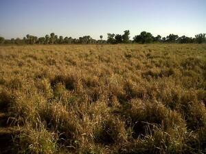 Campo En Venta Pozo Del Tigre- Formosa- 1378 Has.
