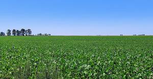 Campo en Venta - Sta Fe 1876Has- Zona San Carlos Centro