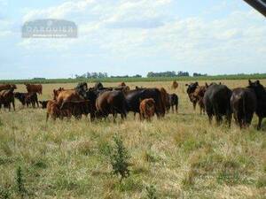 Campo En Venta. Tandil. Bs. Aires. 215 Has. Mixto