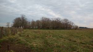 Campo En Venta. Udaondo. Bs. Aires. 42 Has.