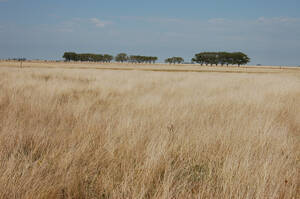 Campo En Venta 1400 Has. Ganadero Cría Recría Olavarría
