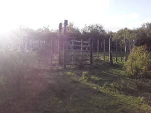 Campo Ganadero De 124 Hectareas