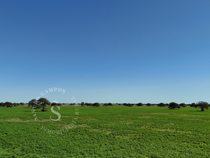 Campo Ganadero. 1650 ha. Santa Fe.
