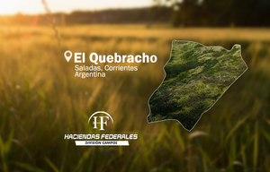 Campo Ganadero, 409 Ha Sobre Ruta 118, Saladas, Ctes.