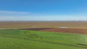 Campo Ganadero - Ayacucho 1212 ha