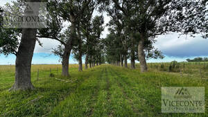 Campo Ganadero De 302 Has. Chascomús, Bs As.